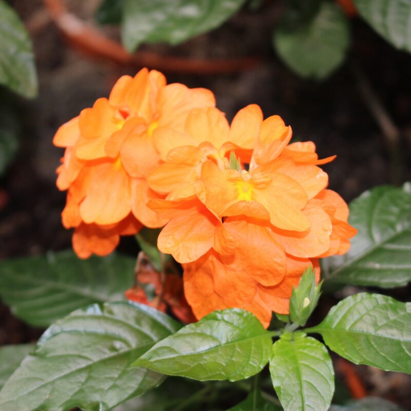 Orange Crossandra Plants Live - 3 to 5 Inc Tall, 4 Plants - Image 3