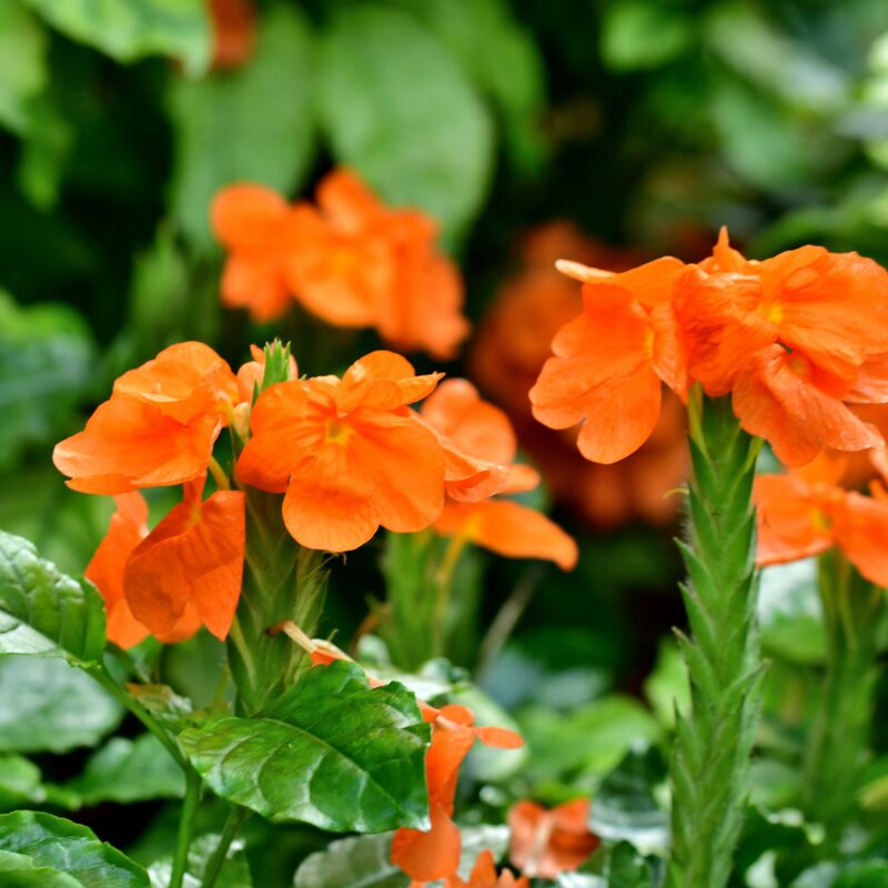 Crossandra Plants Live - 2 Plants, 3 to 5 Inc Tall - Image 5