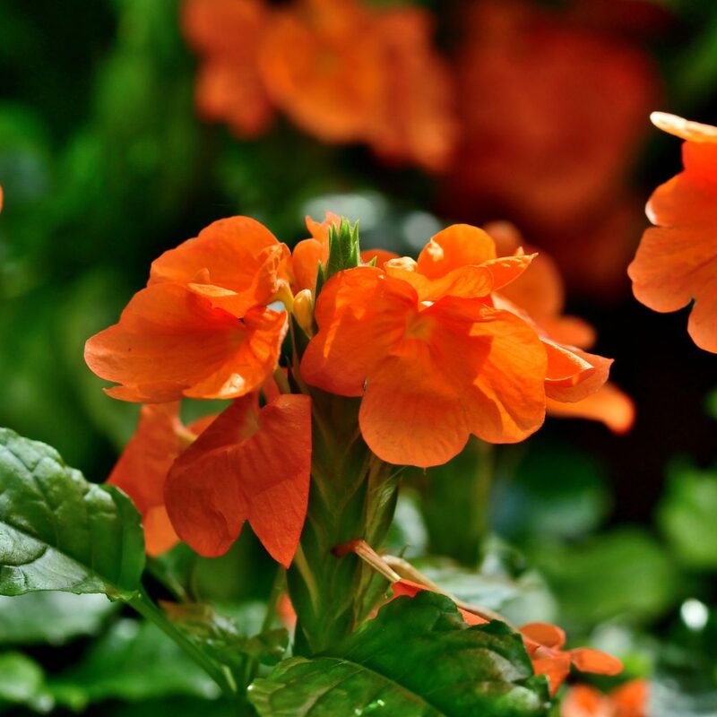Crossandra Plants Live - 2 Plants, 3 to 5 Inc Tall - Image 2