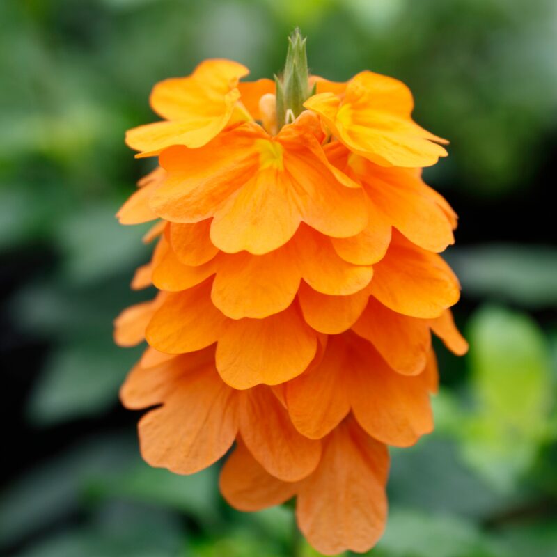 Orange Crossandra Plants Live - 3 to 5 Inc Tall, 2 Plants - Image 4