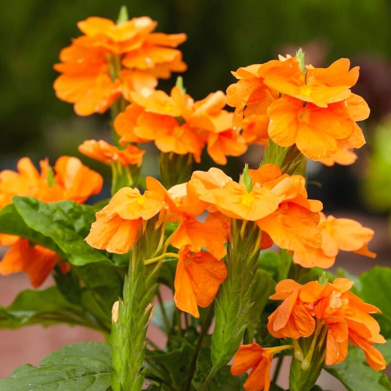 Orange Crossandra Plants Live - 3 to 5 Inc Tall, 2 Plants
