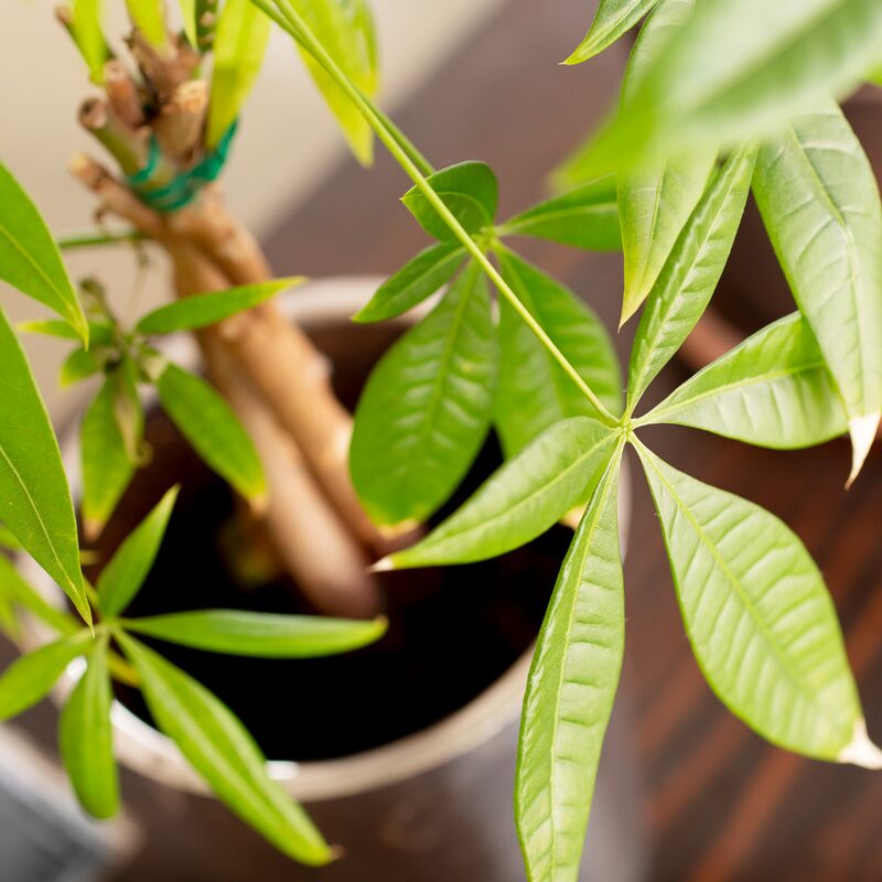 3 Braided Money Tree Plants - 6 to 9 Inc Long in 4 Inc Pot - Image 5