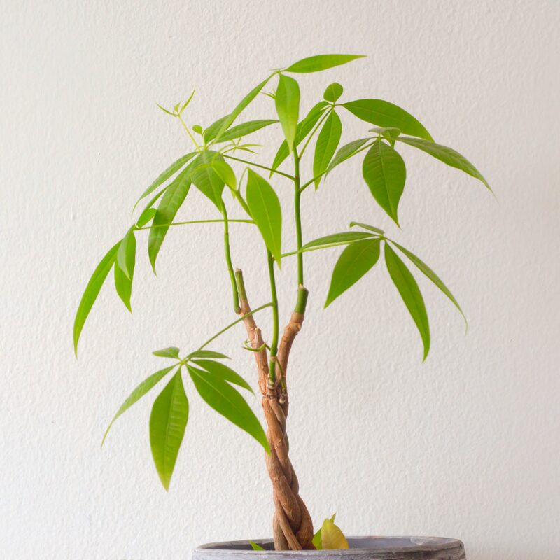 3 Braided Money Tree Plants - 6 to 9 Inc Long in 4 Inc Pot - Image 3