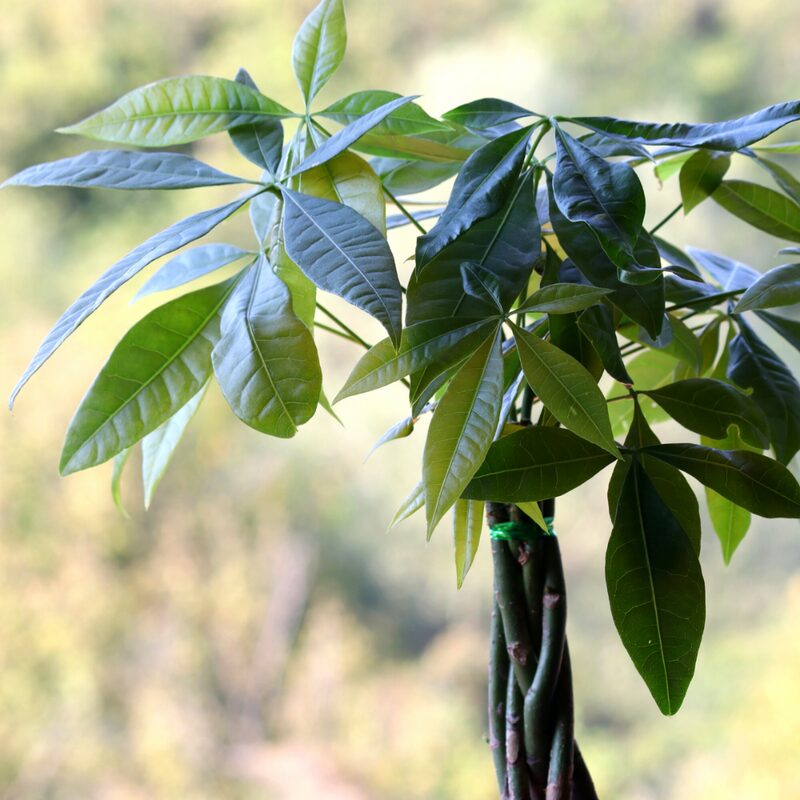 3 Braided Money Tree Plants - 6 to 9 Inc Long in 4 Inc Pot