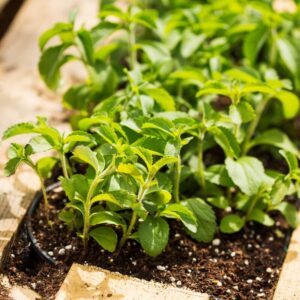 Alternative view of 6 Stevia Plants Live - 3 to 5 Inc Tall - Stevia Rebaudiana Plants