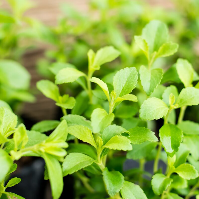 Stevia Plants Live - 6 Plants, 3 to 5 Inc Tall - Image 4