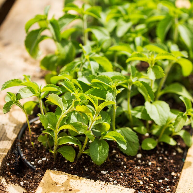 Stevia Plants Live - 6 Plants, 3 to 5 Inc Tall - Image 3