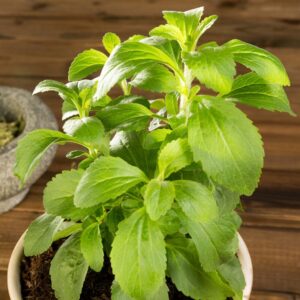Alternative view of 4 Stevia Plants Live - 3 to 5 Inc Tall - Stevia Rebaudiana Plants