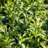 4 Stevia Plants Live - 3 to 5 Inc Tall - Stevia Rebaudiana Plants