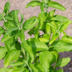Stevia Plants Live - 2 Plants, 3 to 5 Inc Tall