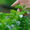 2 Stevia Plants Live - 3 to 5 Inc Tall