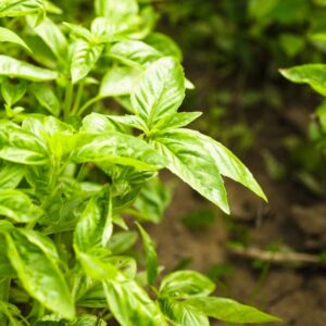 Basil Italian Leaf Plants Live - 6 Plants, 4 to 6 Inc Tall
