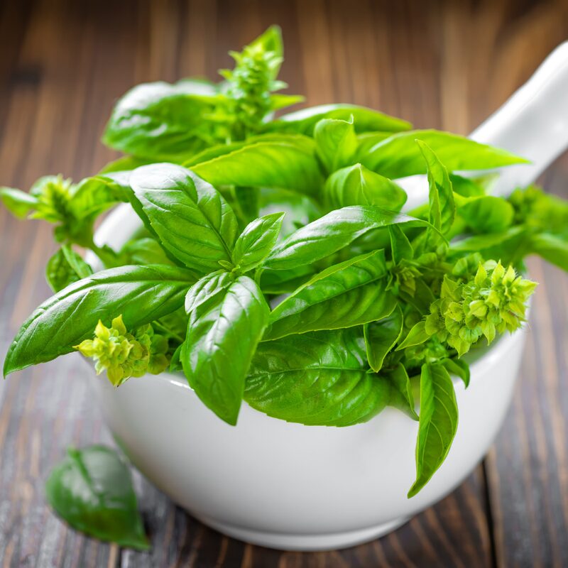 Basil Italian Leaf Plants Live - 4 Plants, 4 to 6 Inc Tall - Image 5