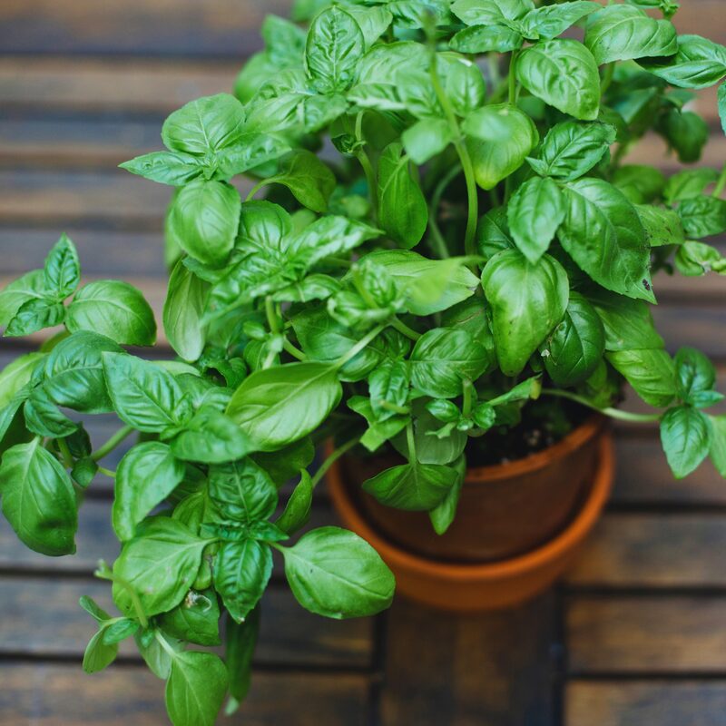 Basil Italian Leaf Plants Live - 4 Plants, 4 to 6 Inc Tall - Image 4