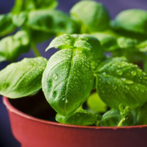 Basil Italian Leaf Plants Live - 4 Plants, 4 to 6 Inc Tall
