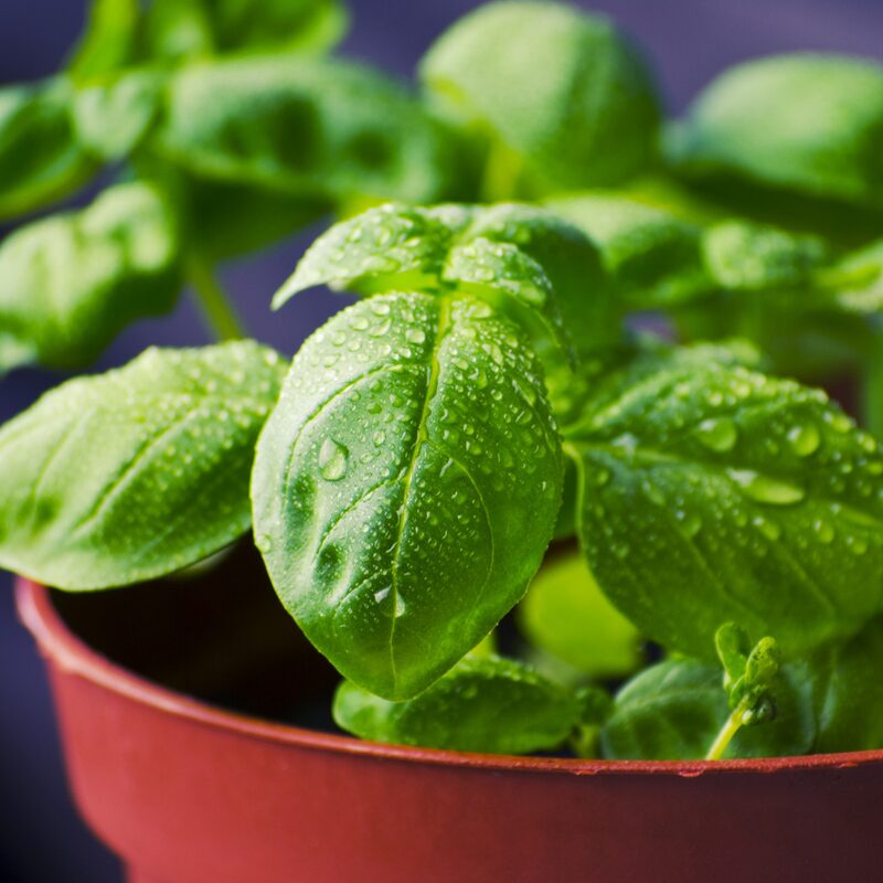 Basil Italian Leaf Plants Live - 4 Plants, 4 to 6 Inc Tall