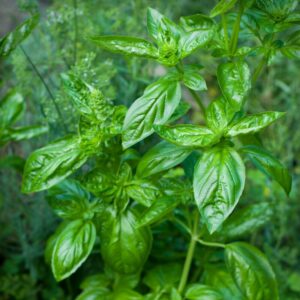Sweet Basil Plants - 2 Plants, 4 to 6 Inc Tall, 4 Inches Potted