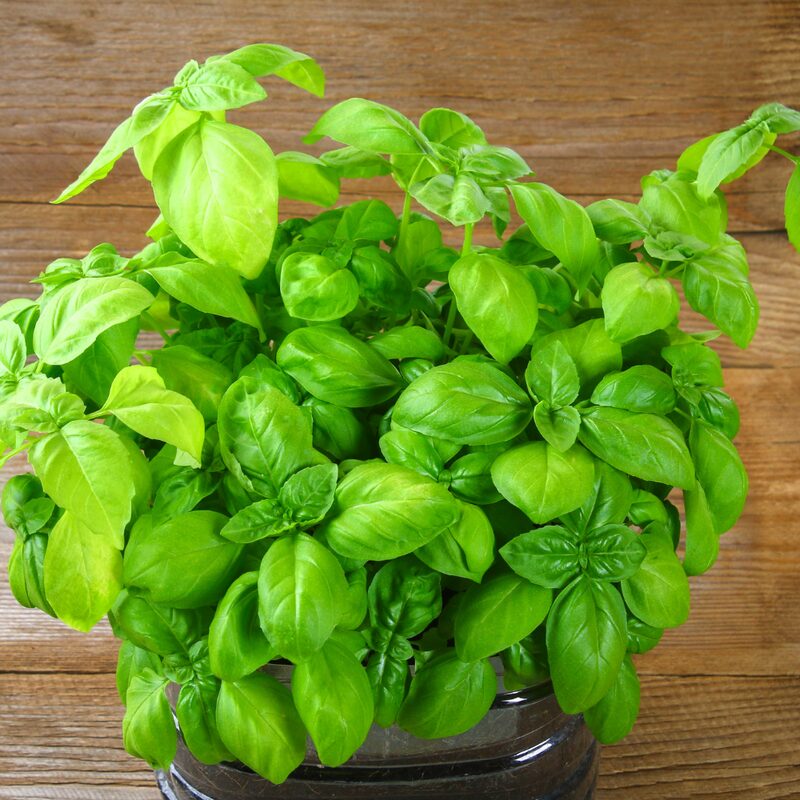Basil Italian Leaf Plants Live - 2 Plants, 4 to 6 Inc Tall - Image 5