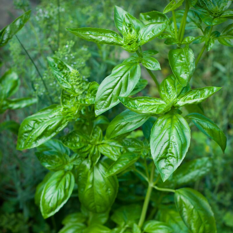 Basil Italian Leaf Plants Live - 2 Plants, 4 to 6 Inc Tall - Image 2
