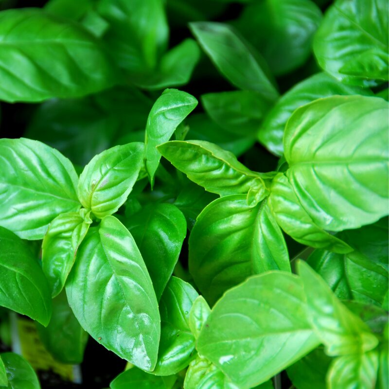 Basil Italian Leaf Plants Live - 2 Plants, 4 to 6 Inc Tall