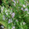 2 Rosemary Plants Live - 7 to 10 Inc Tall, 4 Inc Pot