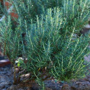 Alternative view of 2 Rosemary Plants Live - 8 to 10 Inc Tall, 4 Inc Pot