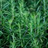 Rosemary Plant Live - 7 to 9 Inc Tall, 4 Inc Pot