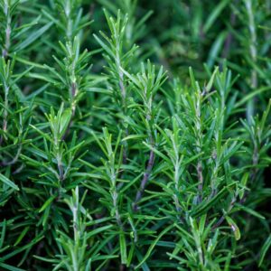 Rosemary Plant Live - 7 to 9 Inc Tall, 4 Inc Pot