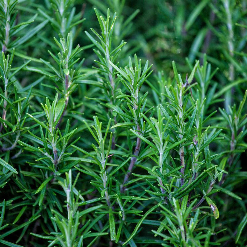 Rosemary Plant Live - 7 to 9 Inc Tall, 4 Inc Pot