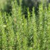 Rosemary plant