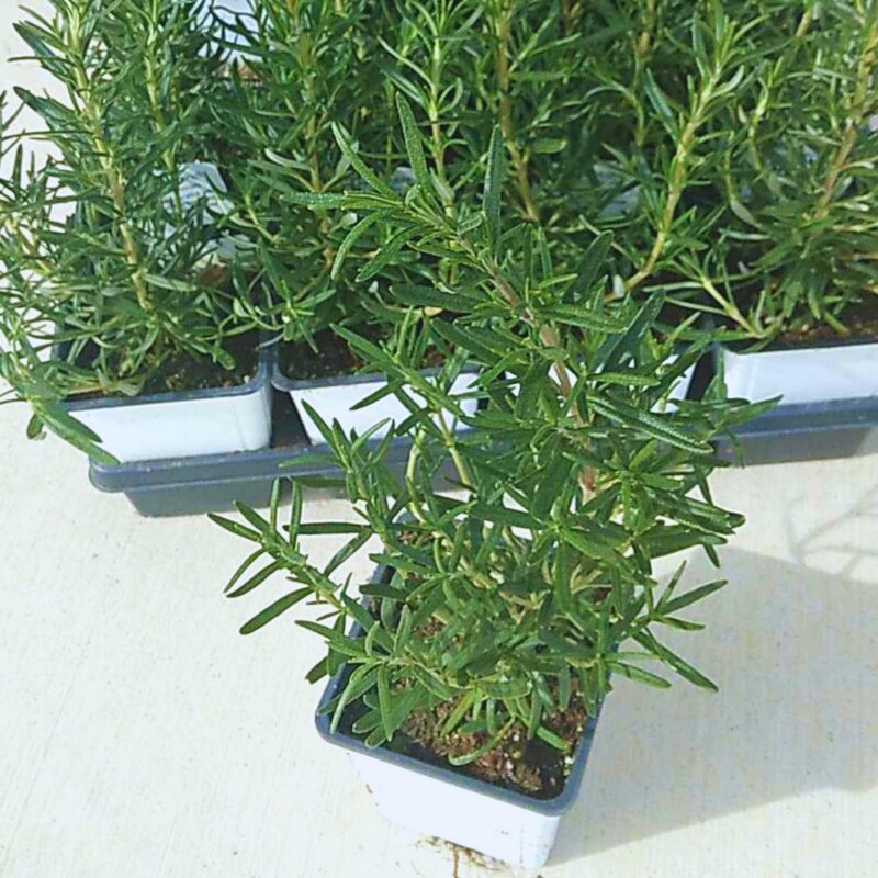 Rosemary Plant Live - 8 to 10 Inc Tall, 4 Inc Pot - Image 5