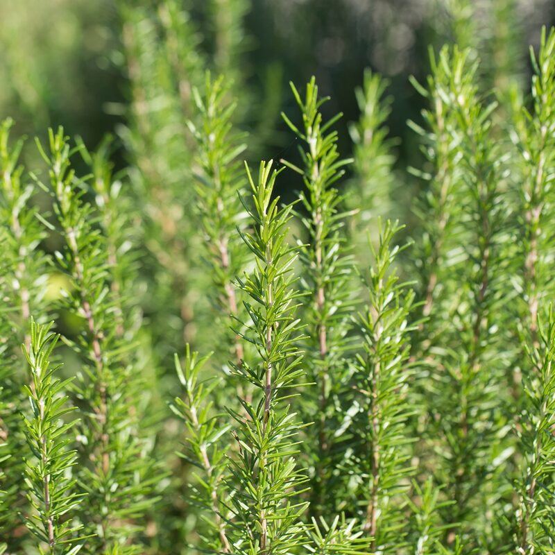 Rosemary Plant Live - 8 to 10 Inc Tall, 4 Inc Pot - Image 2