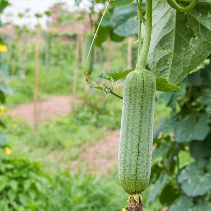 Luffa Plants Live - 4 to 6 Inc Tall - 6 Plants