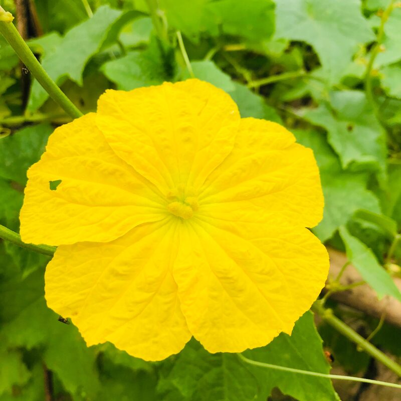 Luffa Plants Live - 4 to 6 Inc Tall - 4 Plants