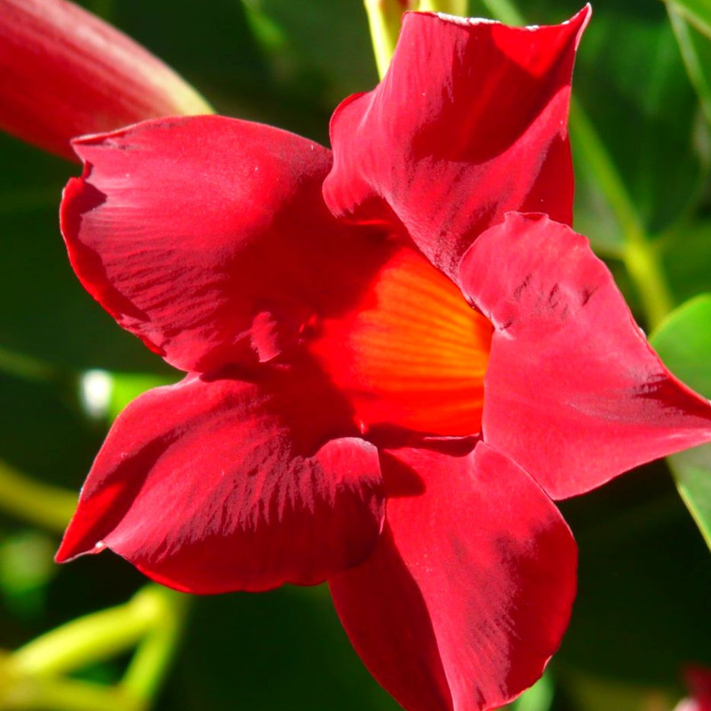 Red Mandevilla Plants Live - 2 to 5 Inc Tall, 2 Plants - Image 5