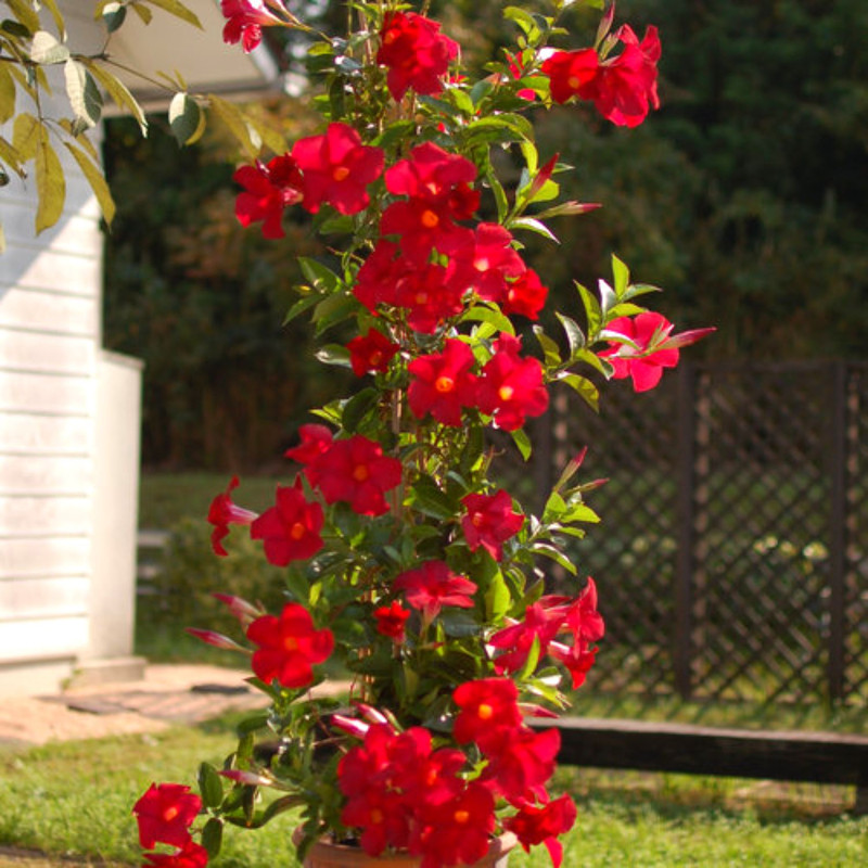 Red Mandevilla Plants Live - 2 to 5 Inc Tall, 2 Plants - Image 4