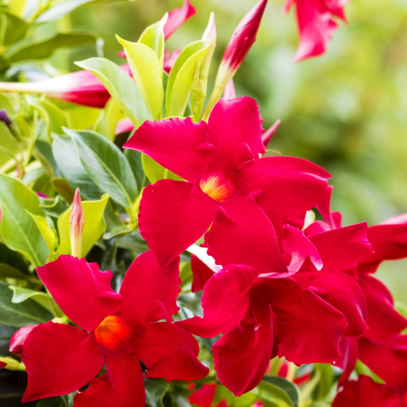 Red Mandevilla Plants Live - 2 to 5 Inc Tall, 2 Plants - Image 3