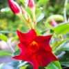Red Mandevilla Plants Live - 2 to 5 Inc Tall, 2 Plants