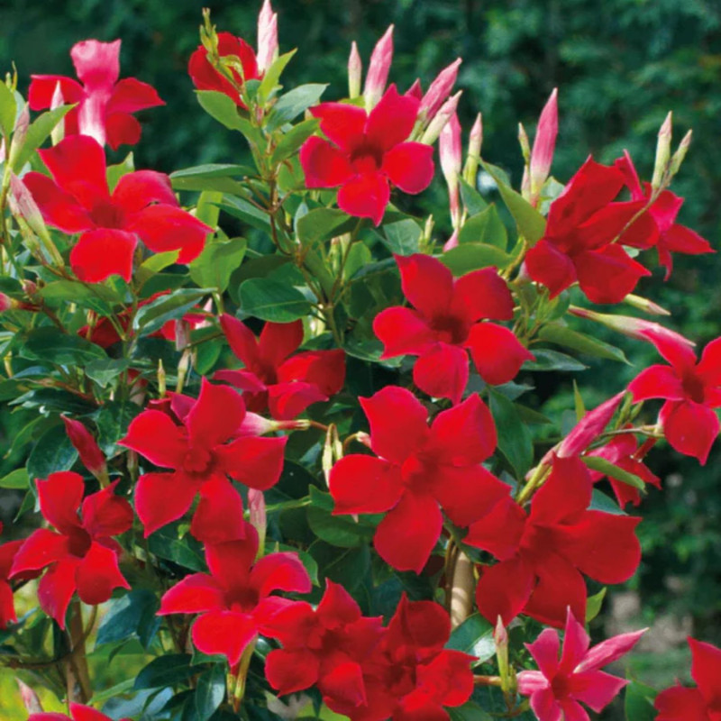Red Mandevilla Plants Live - 2 to 5 Inc Tall, 2 Plants - Image 2
