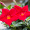 Red Mandevilla Plant - 2 to 5 Inc Long