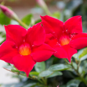 Alternative view of Red Mandevilla Plant Live - 2 to 5 Inc Tall