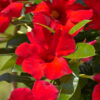 Red Mandevilla Plant Live - 2 to 5 Inc Tall