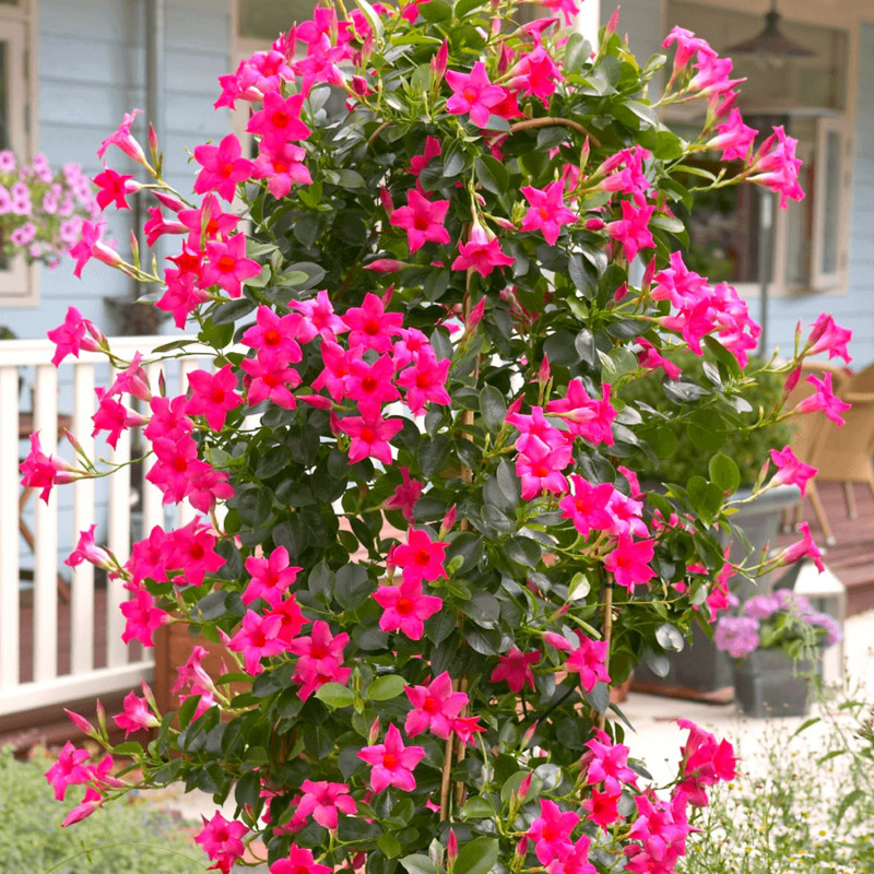Pink Mandevilla Plants - 2 to 5 Inc Long, set of 2 plants - Image 5