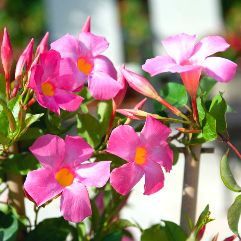 Pink Mandevilla Plants - 2 to 5 Inc Long, set of 2 plants - Image 3