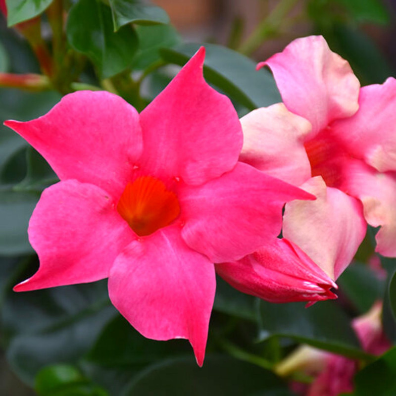 Pink Mandevilla Plants - 2 to 5 Inc Long, set of 2 plants - Image 2