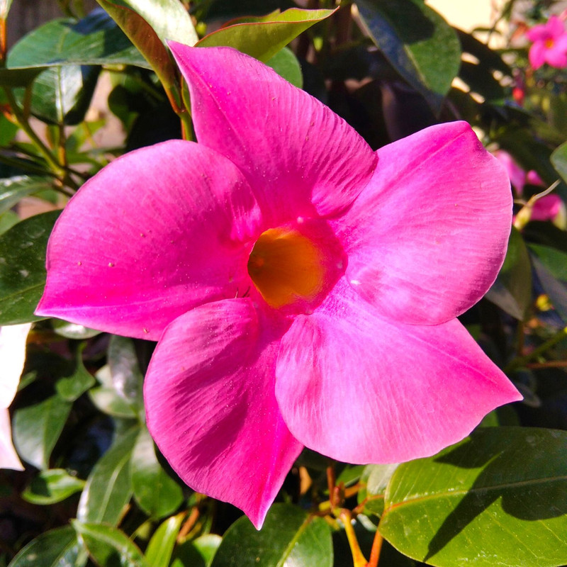 Pink Mandevilla Plants - 2 to 5 Inc Long, set of 2 plants