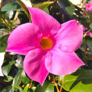 Pink Mandevilla Plants Live - 2 to 5 Inc Tall, 2 Plants