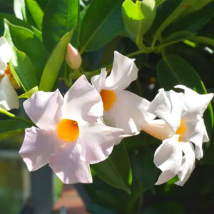 Alternative view of White Mandevilla Plants - 2 to 5 Inc Long, set of 2 plants
