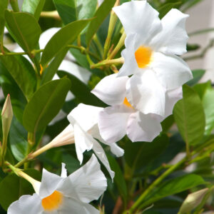 Alternative view of White Mandevilla Plants Live - 2 to 5 Inc Tall, 2 Plants