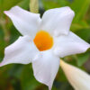 White Mandevilla Plants Live - 2 to 5 Inc Tall, 2 Plants